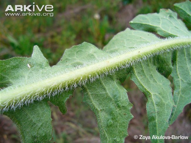 شیکوره - معرفی و خواص گیاهان دارویی